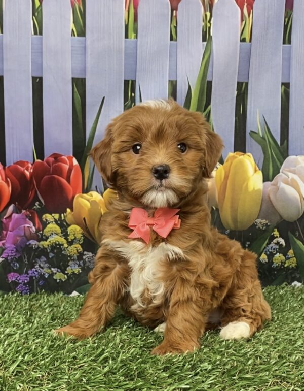Ms. Grace the F1B Micro Mini-Goldendoodle puppy