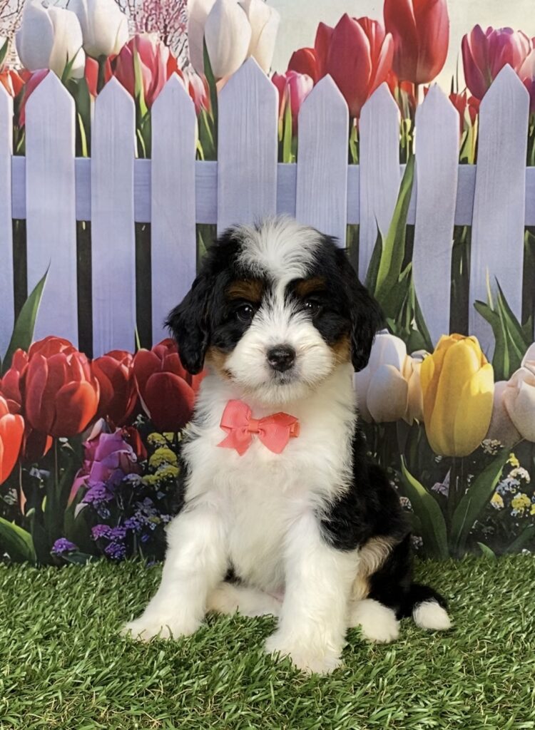 Photo of Ms. Hailey the Mini-Bernedoodle puppy