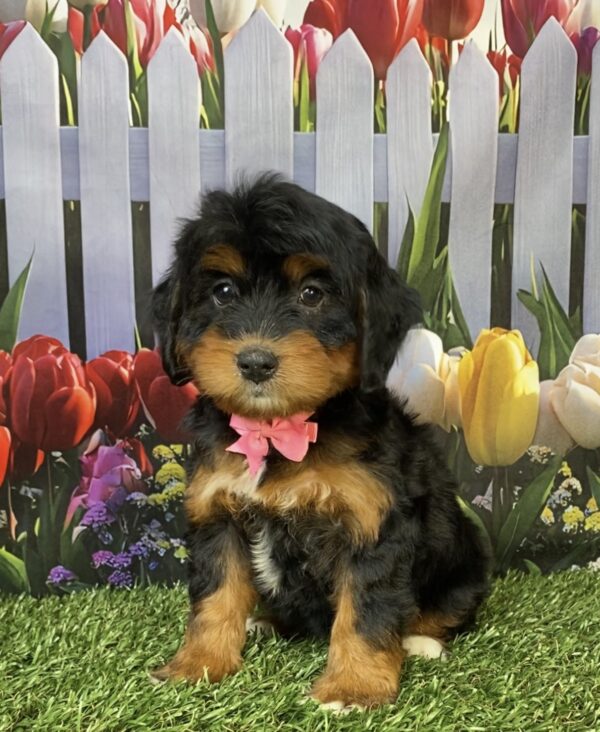 Ms. Hannah the Mini-Bernedoodle puppy