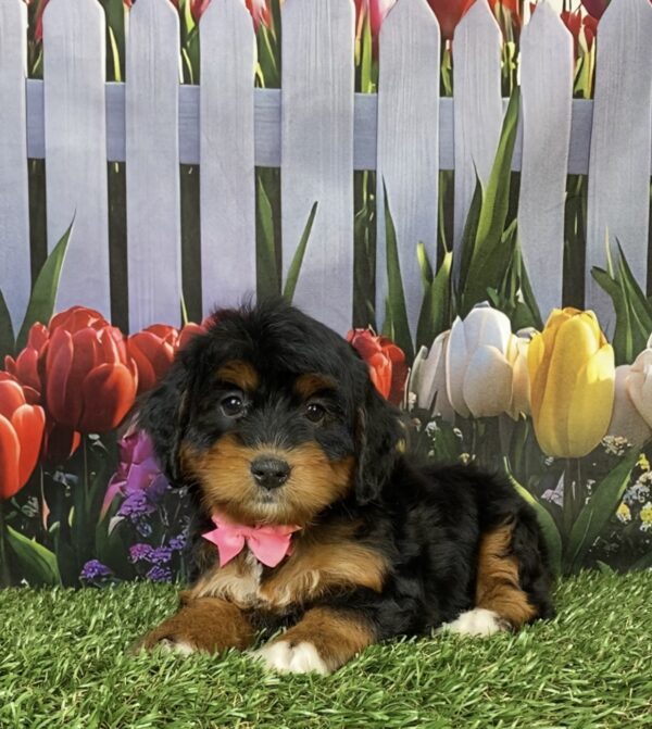 Photo of Ms. Hannah the Mini-Bernedoodle puppy