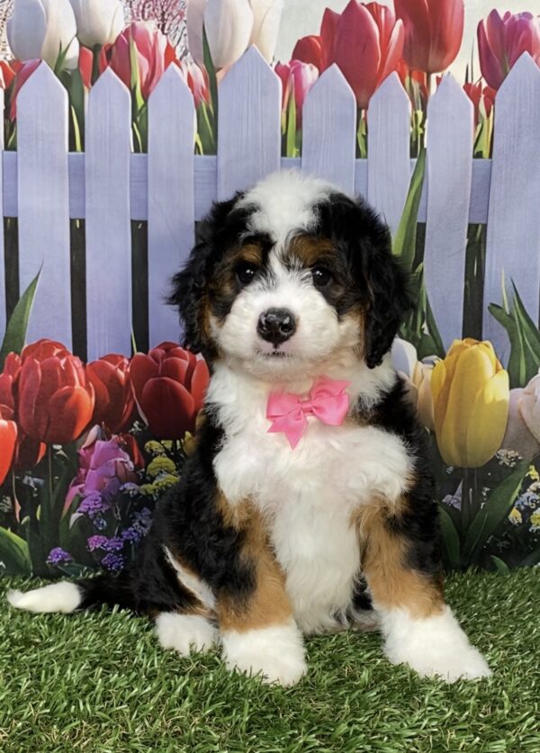 Ms. Ivory the Mini-Bernedoodle puppy
