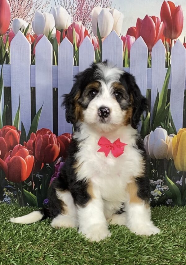 Ms. Izzy the Mini-Bernedoodle puppy