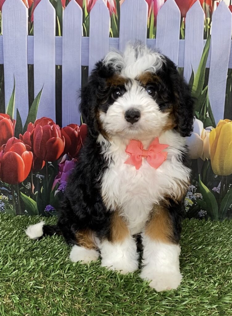 Photo of Ms. Jennifer the Mini-Bernedoodle puppy