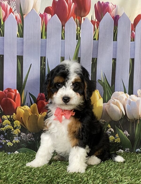 Photo of Ms. Macy the F1B Micro Mini-Bernedoodle puppy