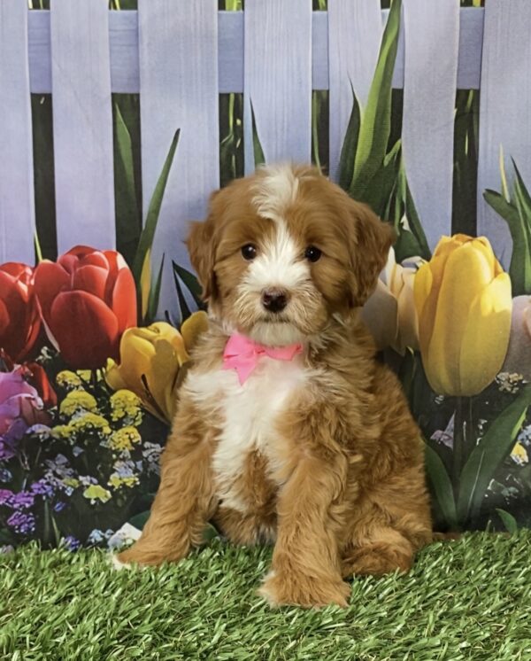 Photo of Ms. Madison the F1B Micro Mini-Bernedoodle puppy
