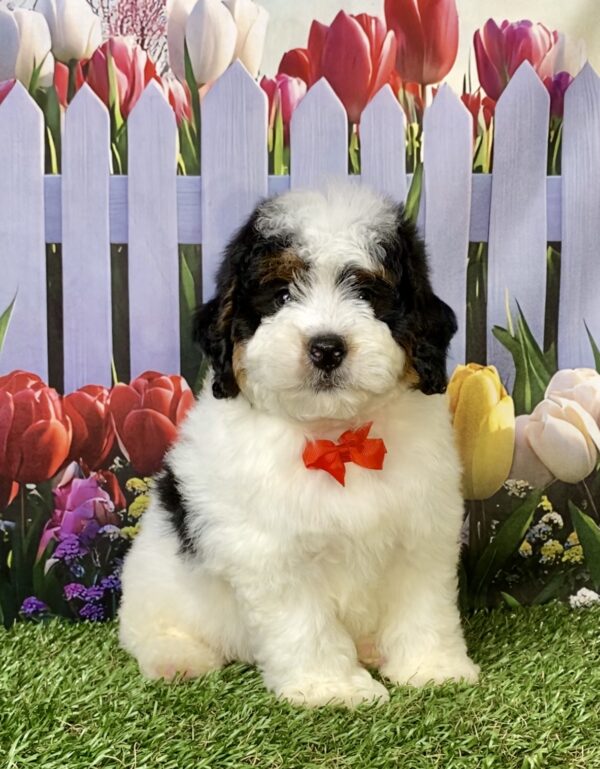 Photo of Mr. Fame the F1B Micro Mini-Bernedoodle puppy