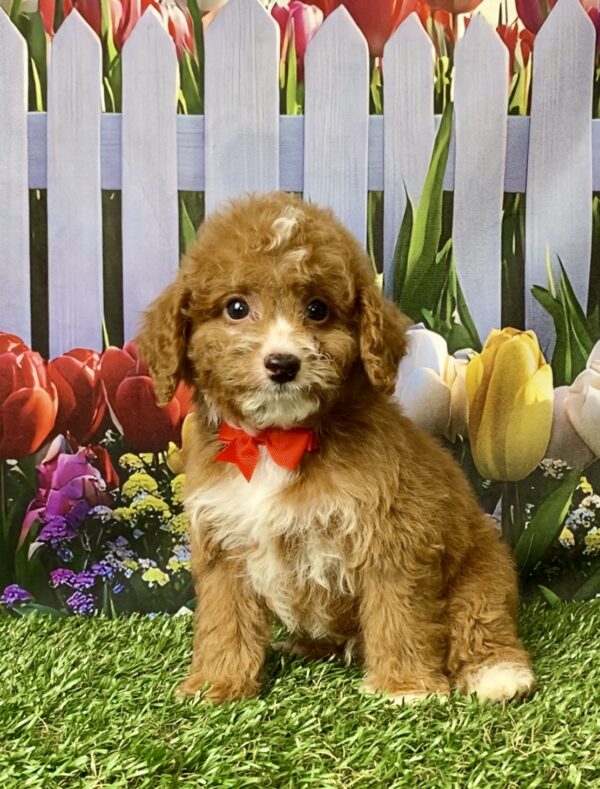 Photo of Mr. Flash the F1B Micro Mini-Bernedoodle puppy