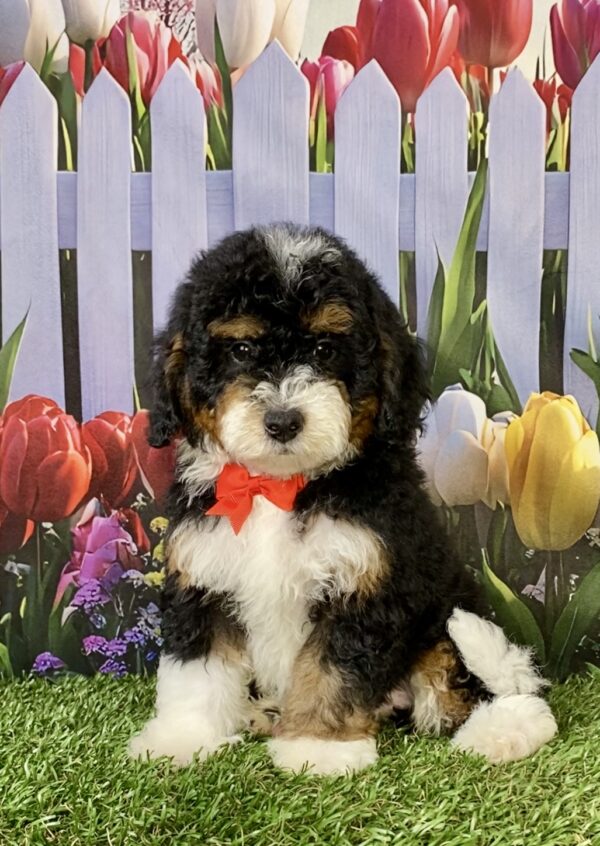 Mr. Maverick the F1B Micro Mini-Bernedoodle puppy