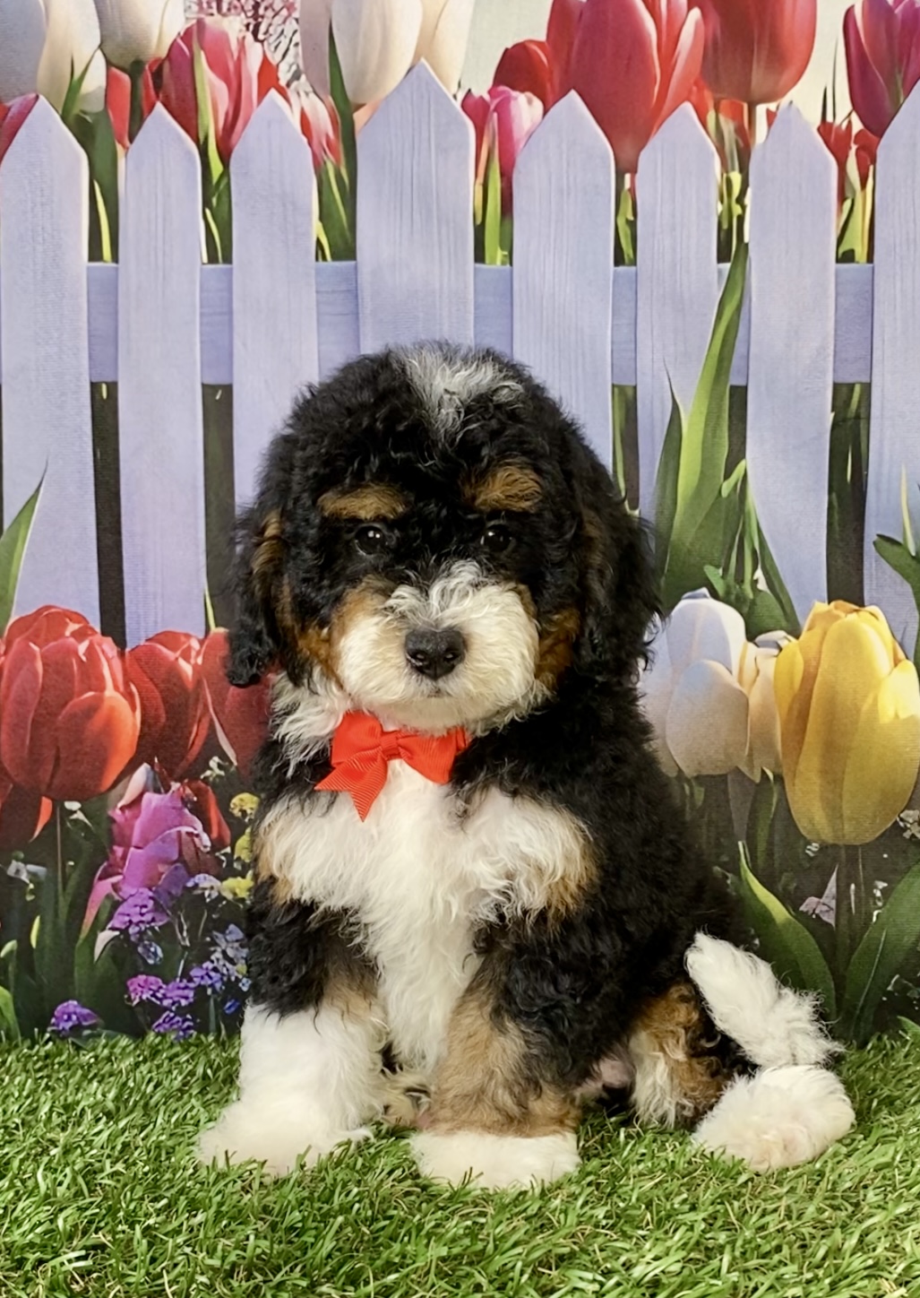 Photo of Mr. Maverick the F1B Micro Mini-Bernedoodle puppy