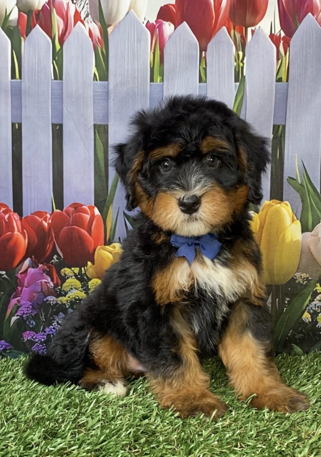 Photo of Mr. Nebo the Mini-Bernedoodle puppy