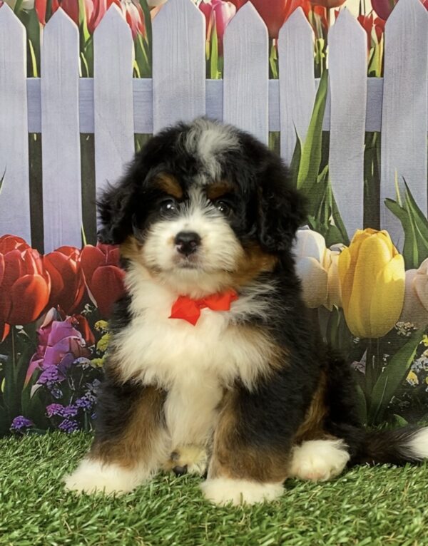 Photo of Mr. Norm the Mini-Bernedoodle puppy