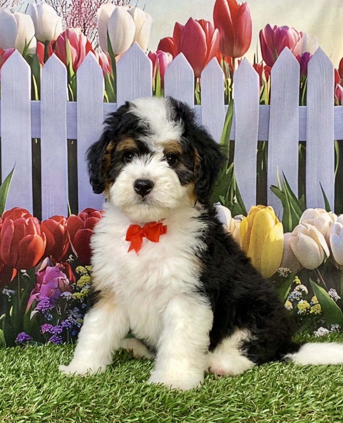 Photo of Mr. Oppie the Mini-Bernedoodle puppy
