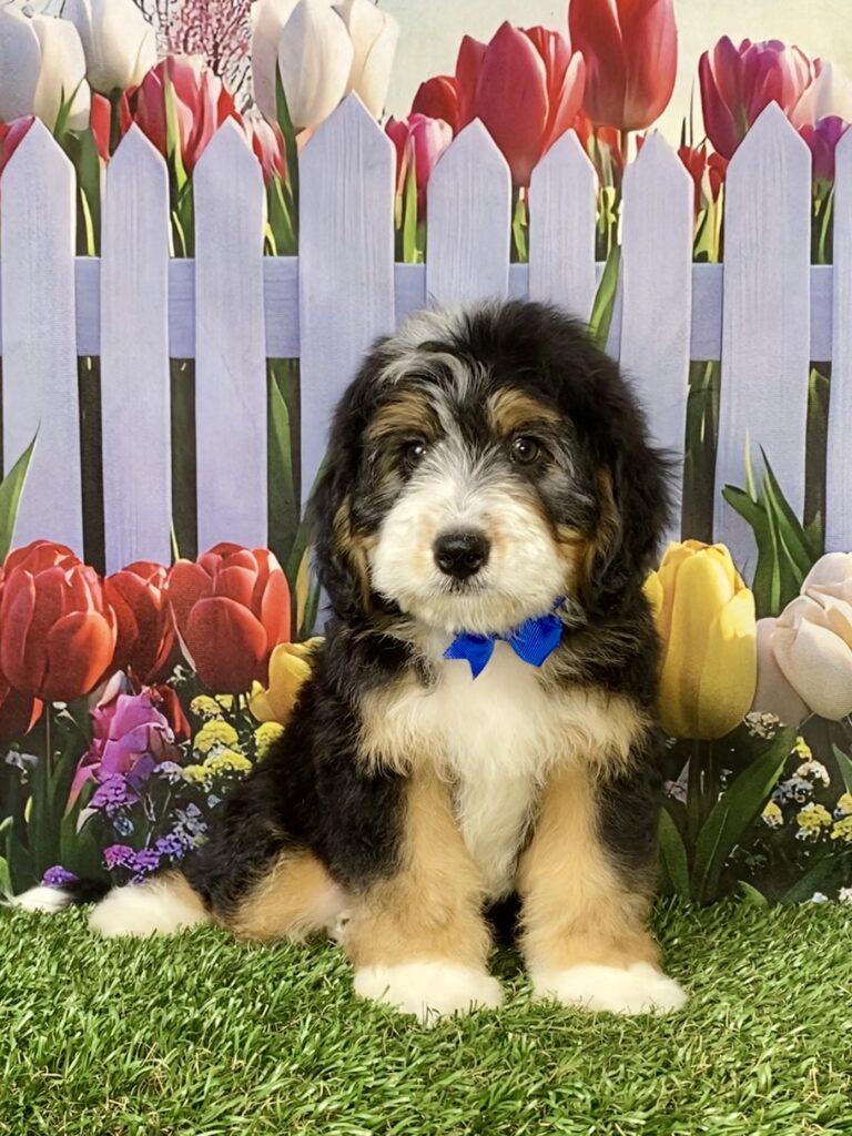Photo of Mr. Ronnie the Mini-Bernedoodle puppy