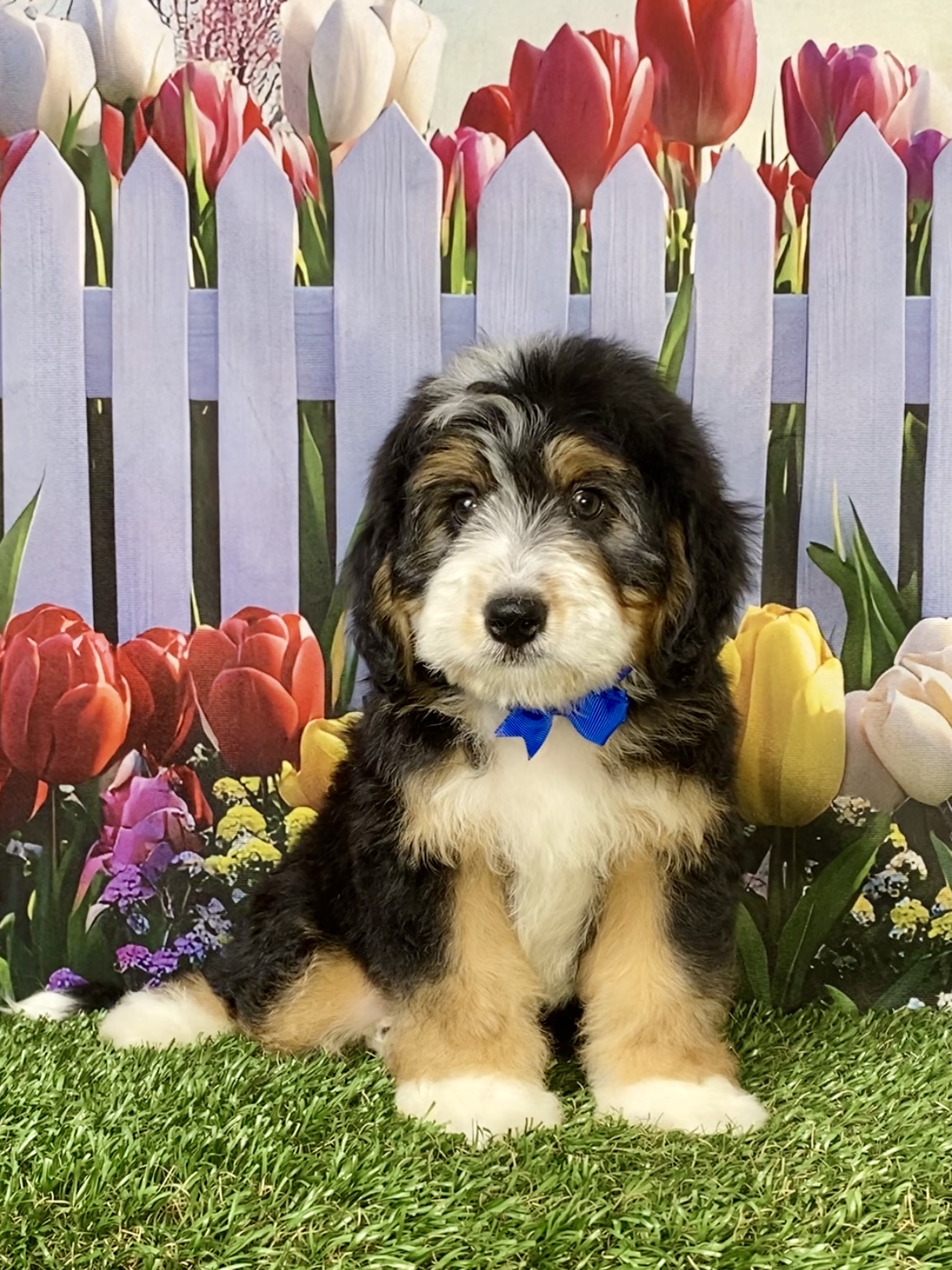 Photo of Mr. Ronnie the Mini-Bernedoodle puppy