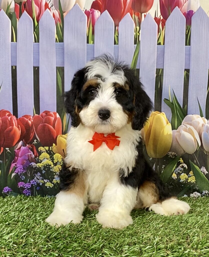 Photo of Mr. Royal the Mini-Bernedoodle puppy