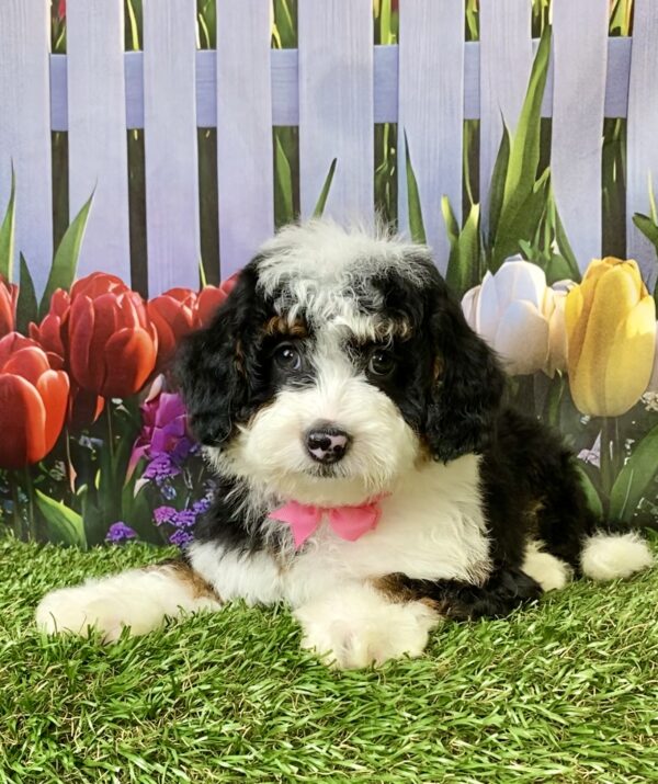 Photo of Ms. Fancy the F1B Micro Mini-Bernedoodle puppy