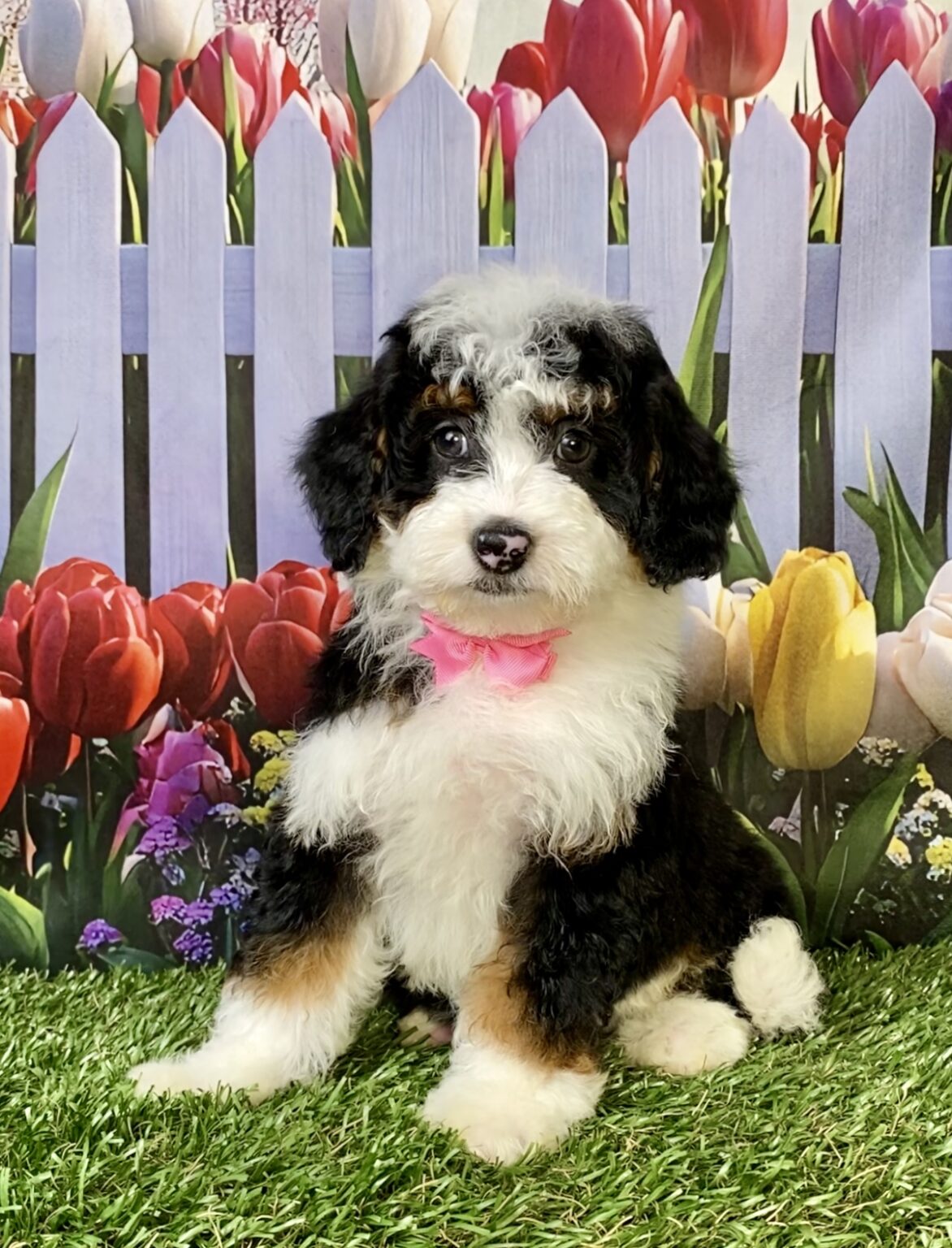 Photo of Ms. Fancy the F1B Micro Mini-Bernedoodle puppy