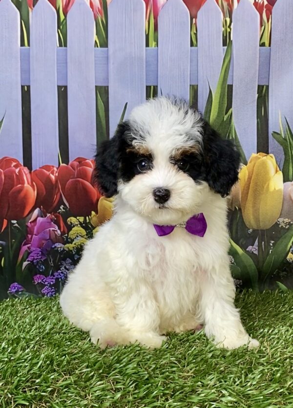 Ms. Flower the F1B Micro Mini-Bernedoodle puppy