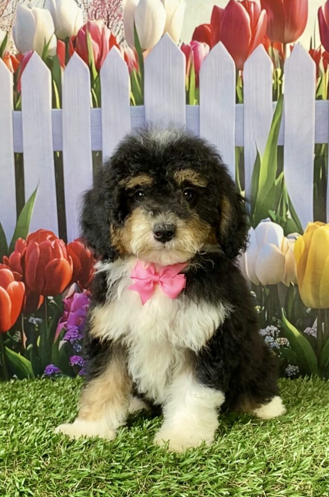 Photo of Ms. Mandie the F1B Micro Mini-Bernedoodle puppy