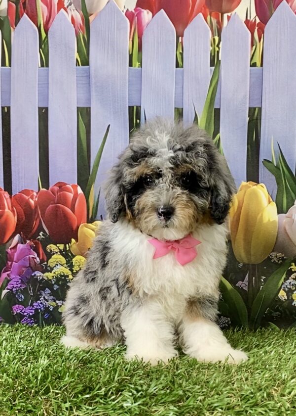 Ms. Marcy the F1B Micro Mini-Bernedoodle puppy