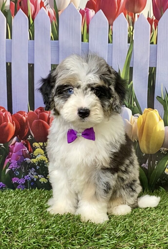 Photo of Ms. Melody the F1B Micro Mini-Bernedoodle puppy