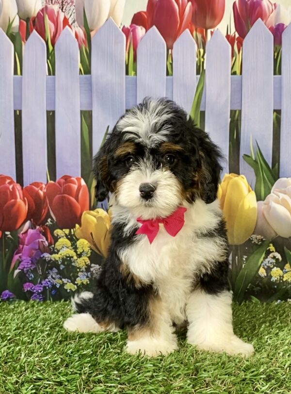 Ms. Mindy the F1B Micro Mini-Bernedoodle puppy