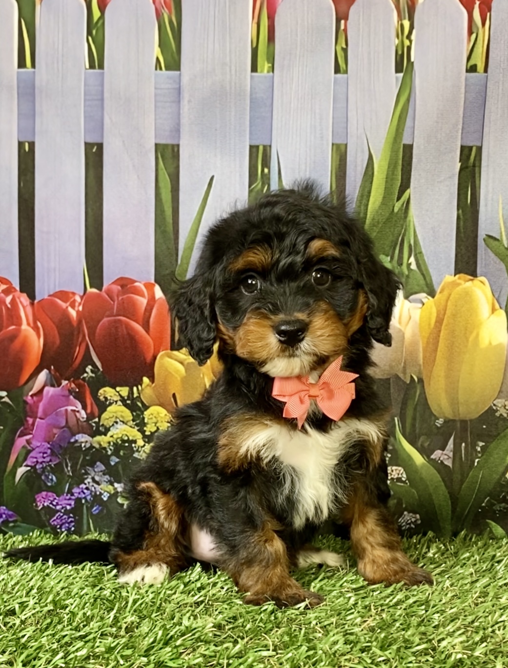 Photo of Ms. Nala the Mini-Bernedoodle puppy