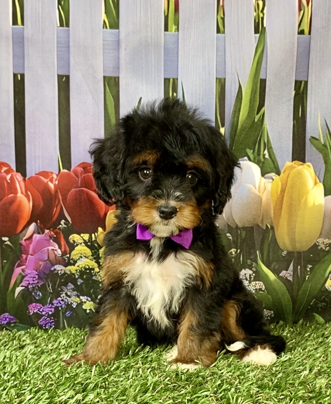 Photo of Ms. Neva the Mini-Bernedoodle puppy