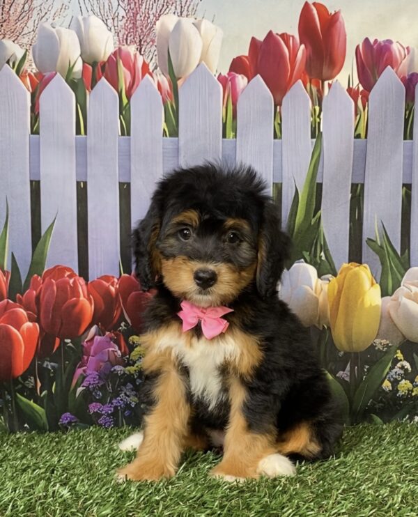 Ms. Noel the Mini-Bernedoodle puppy