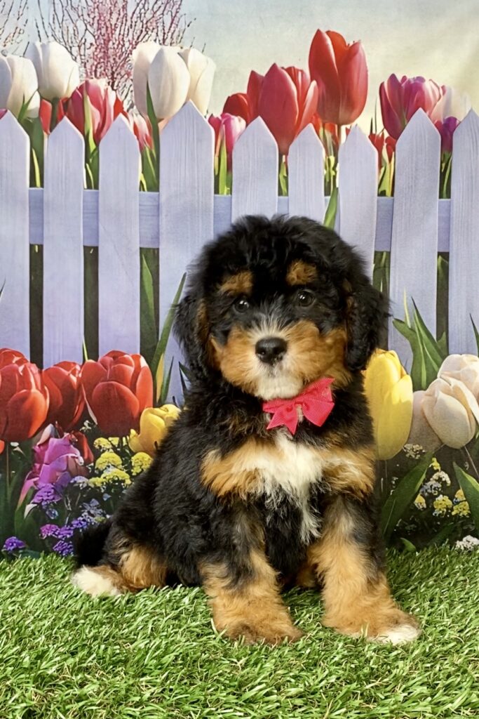 Photo of Ms. Nugget the Mini-Bernedoodle puppy