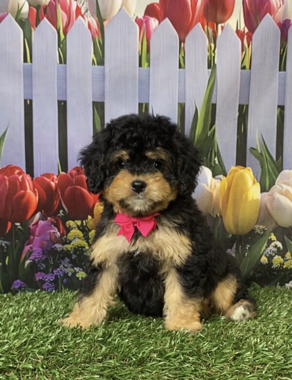 Photo of Ms. Ocean the Mini-Bernedoodle puppy
