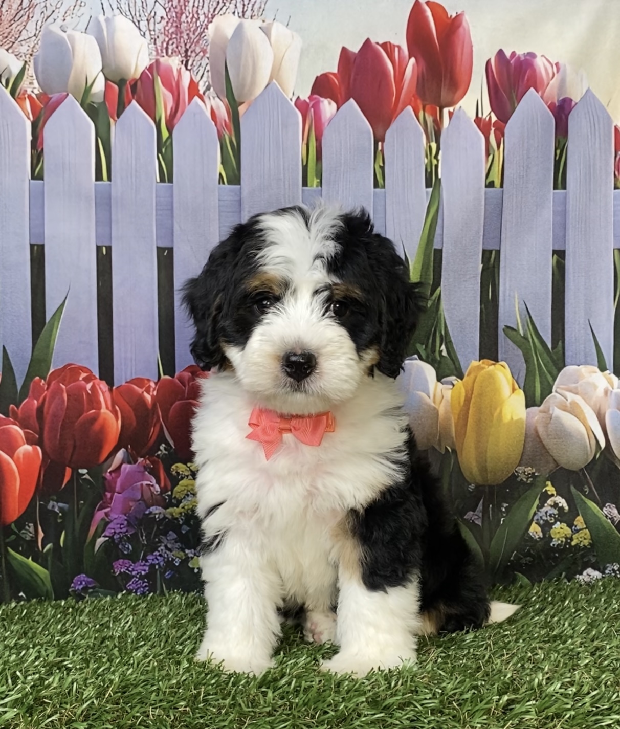 Photo of Ms. Oma the Mini-Bernedoodle puppy