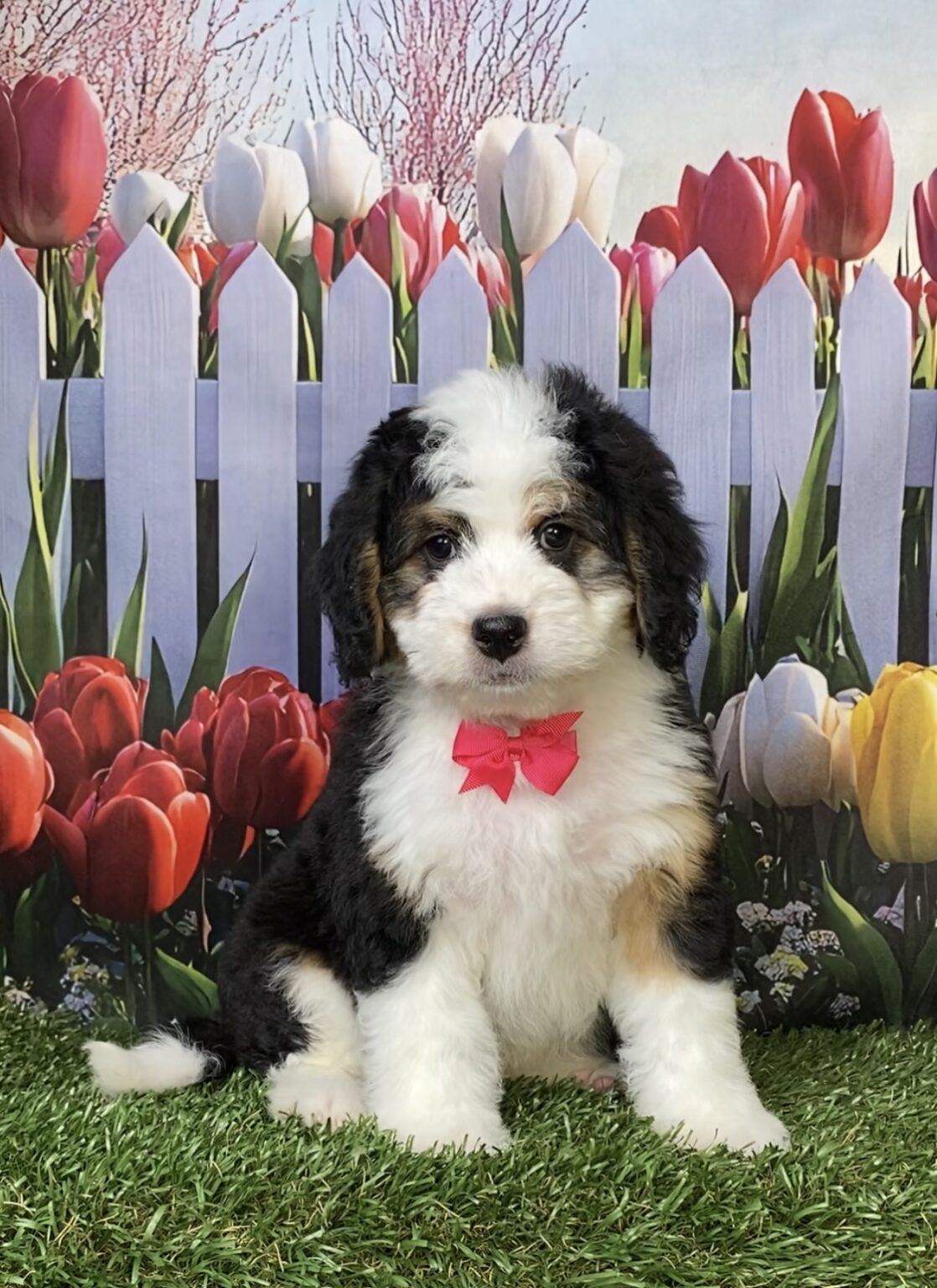 Photo of Ms. Oprah the Mini-Bernedoodle puppy