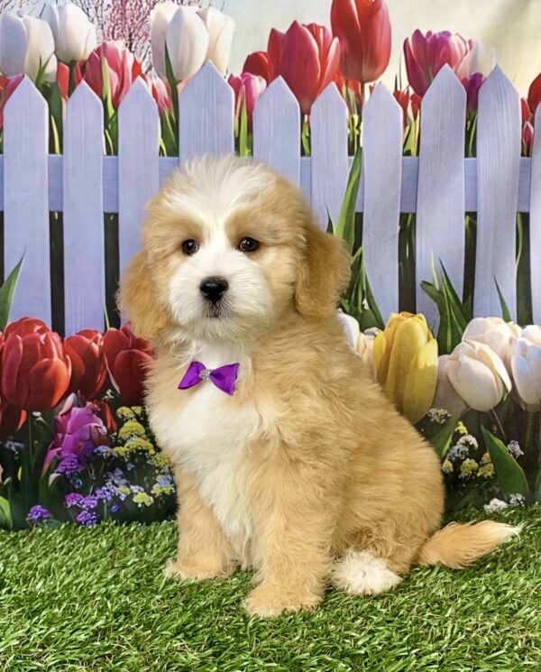 Ms. Paisley the F2 Mini-Bernedoodle puppy