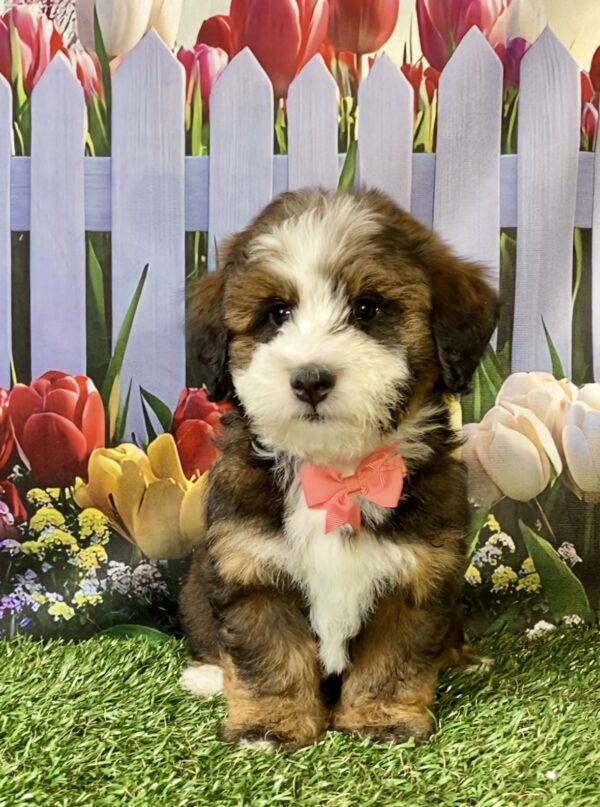 Ms. Pansy the F2 Mini-Bernedoodle puppy