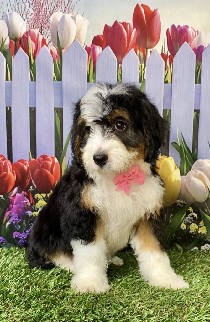 Photo of Ms. Rain the Mini-Bernedoodle puppy