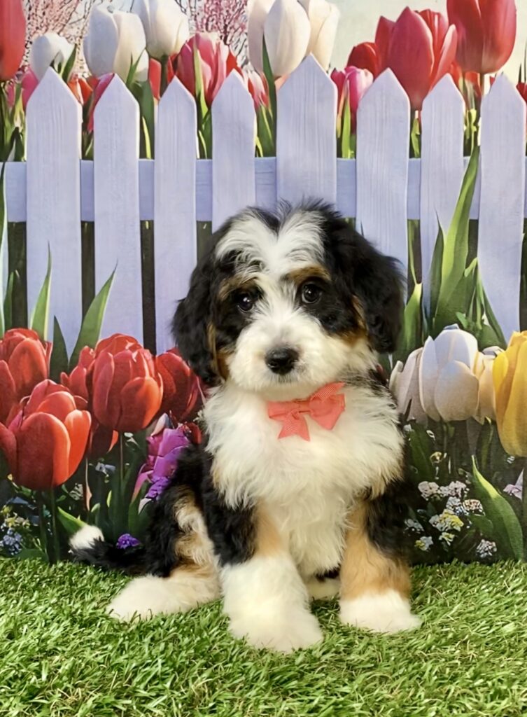 Photo of Ms. River the Mini-Bernedoodle puppy
