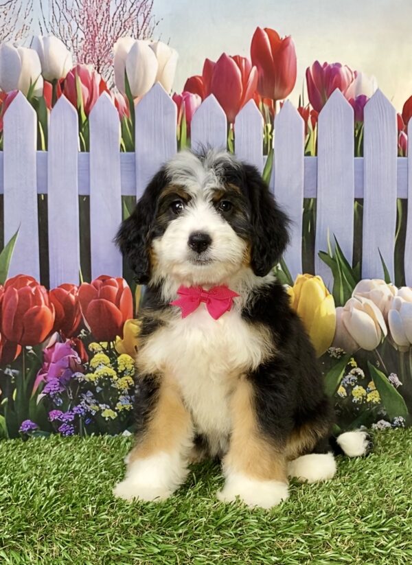 Ms. Rose the Mini-Bernedoodle puppy