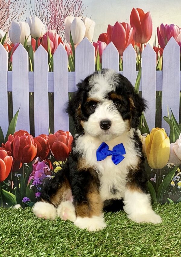 Mr. Aaron the Mini-Bernedoodle puppy