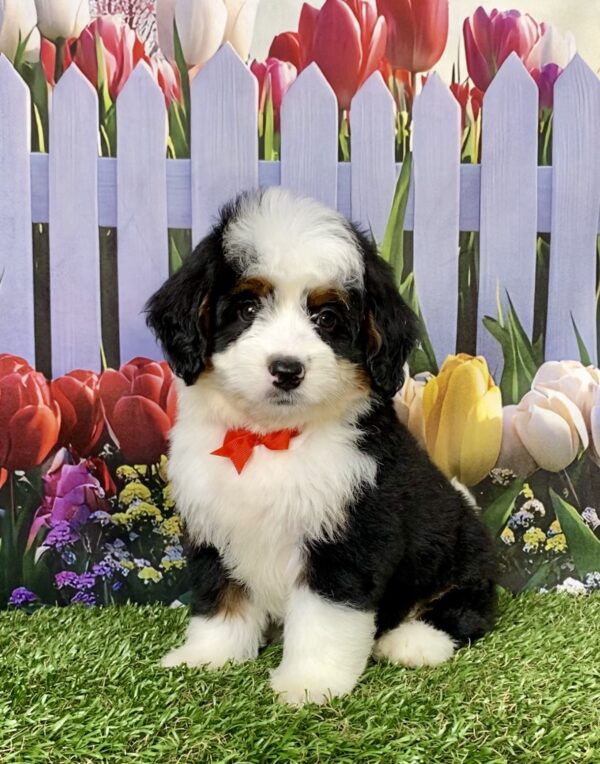 Mr. Adam the Mini-Bernedoodle puppy