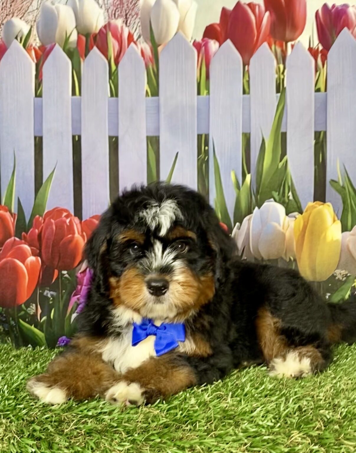 Photo of Mr. Amos the Mini-Bernedoodle puppy