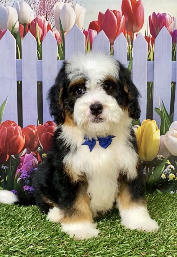 Mr. Baxter the Mini-Bernedoodle puppy