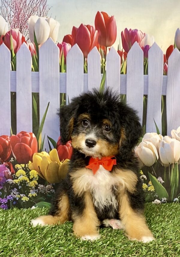 Mr. Boone the Mini-Bernedoodle puppy
