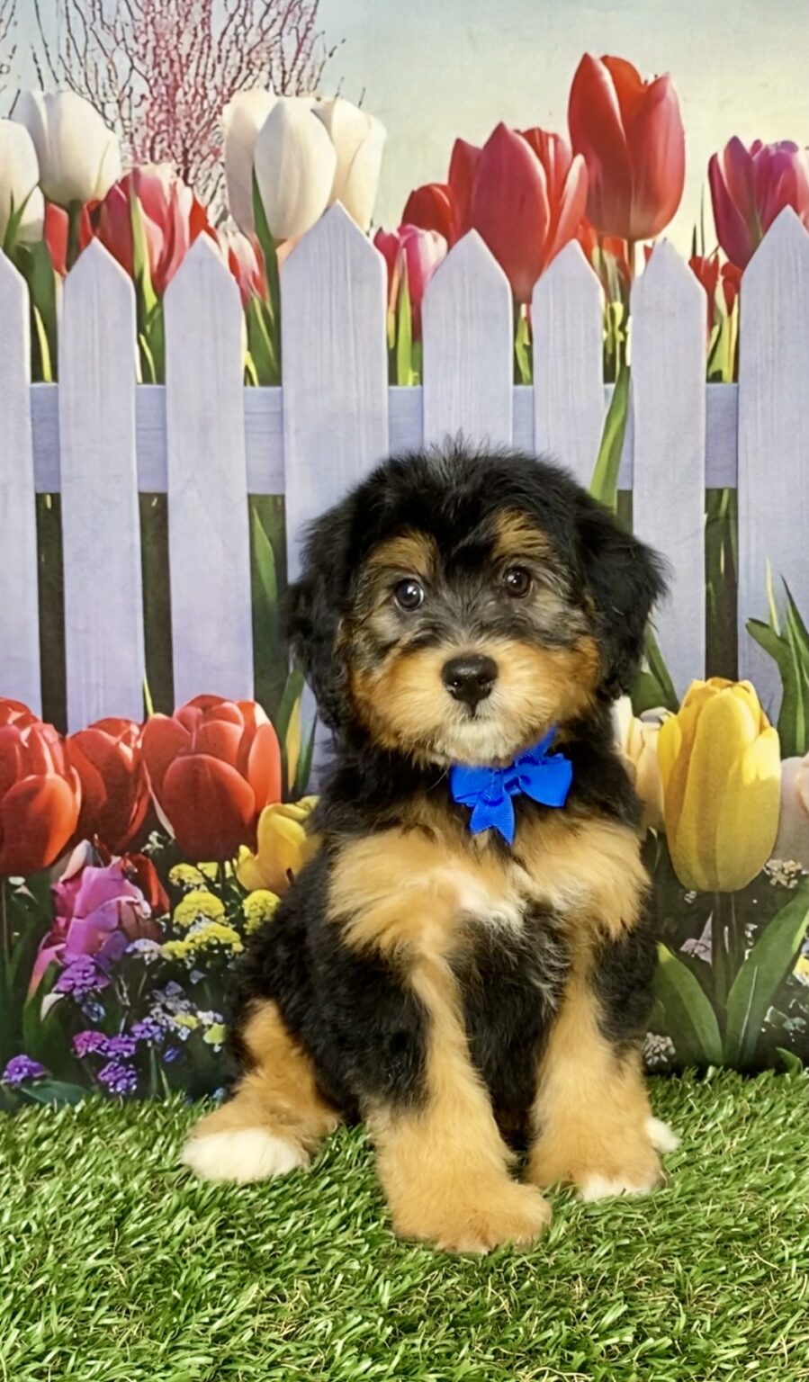 Photo of Mr. Boots the Mini-Bernedoodle puppy