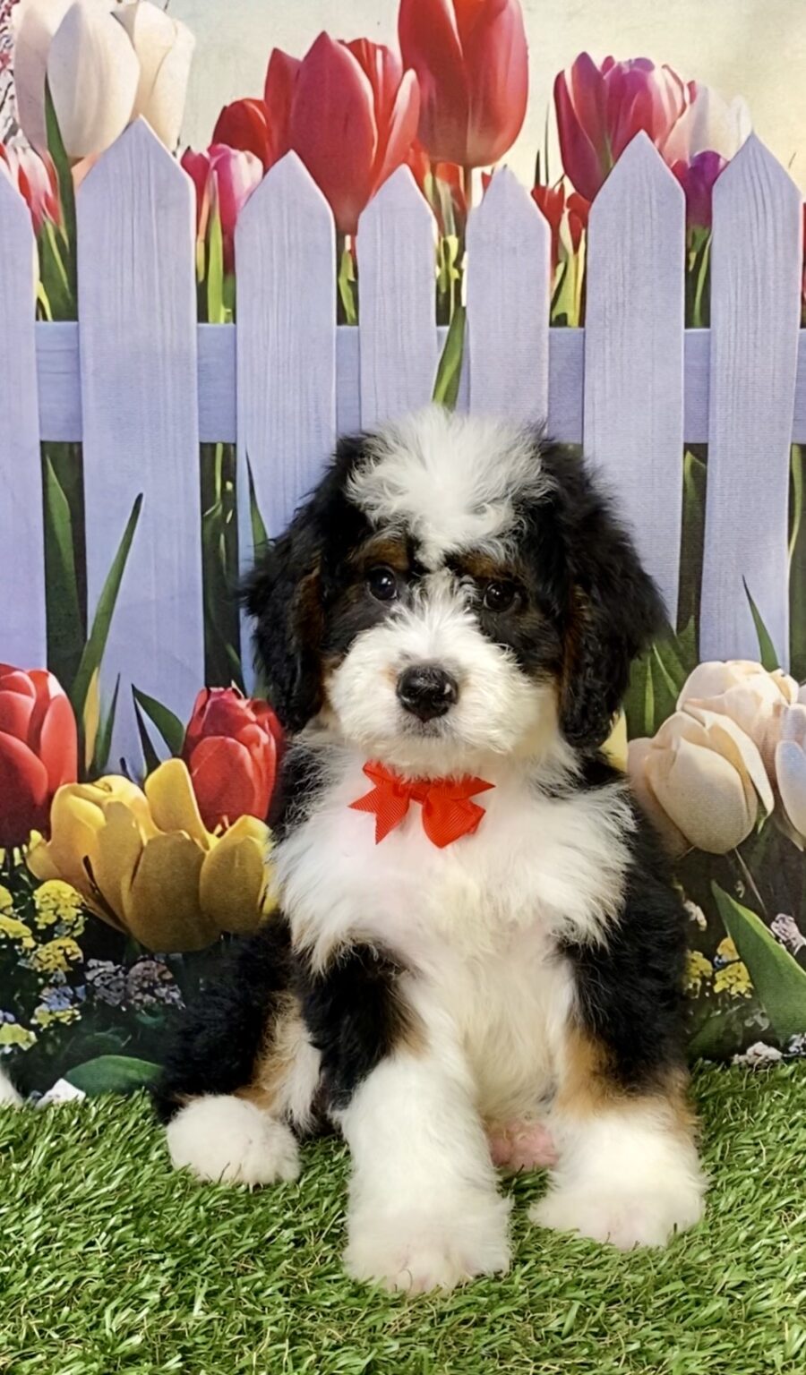 Photo of Mr. Brady the Mini-Bernedoodle puppy