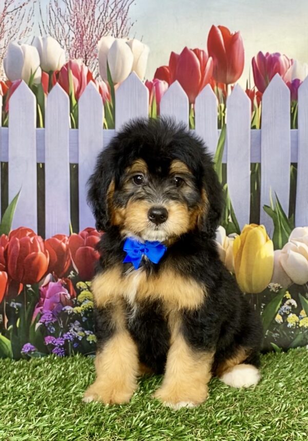 Mr. Bruno the Mini-Bernedoodle puppy