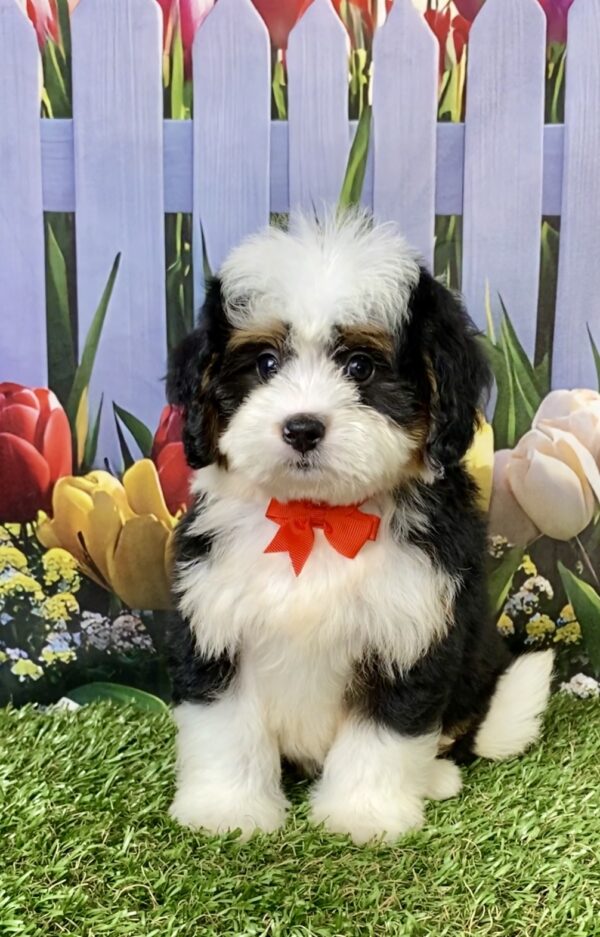 Mr. Buddy the Mini-Bernedoodle puppy