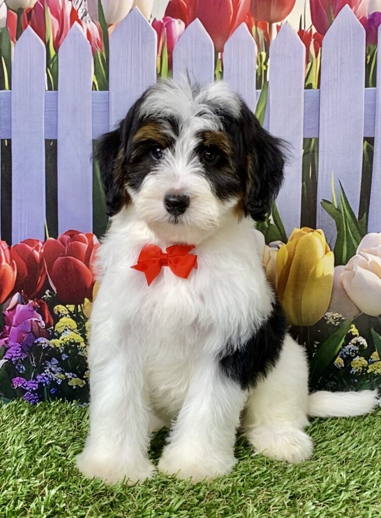 Photo of Mr. Caleb the F1B Micro Mini-Bernedoodle puppy