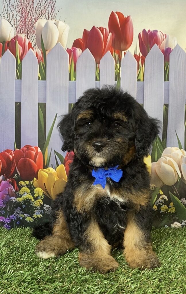 Photo of Mr. Carl the F1B Micro Mini-Bernedoodle puppy