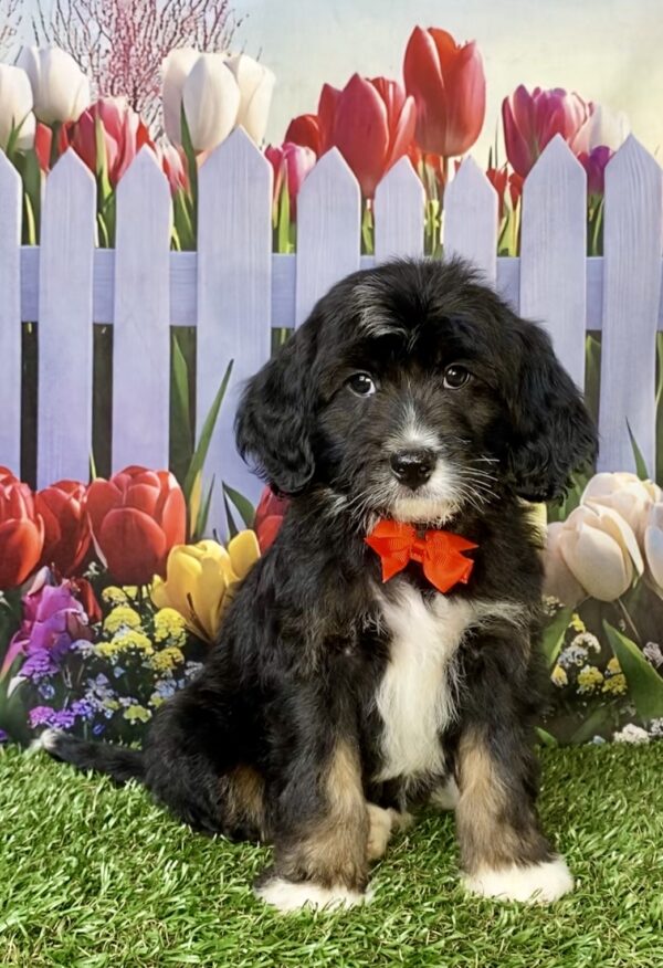 Mr. Coby the F1B Micro Mini-Bernedoodle puppy